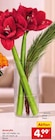 Amaryllis Angebote bei Netto Marken-Discount Ulm für 4,99 €