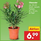 Oleander für 6,99 € bei Netto Marken-Discount im Angebot Oleander im aktuellen Netto Marken-Discount Prospekt