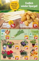 REWE Lauchzwiebeln im Prospekt 