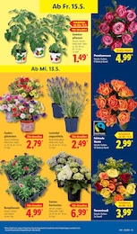 Schnittblumen Angebot im aktuellen Lidl Prospekt auf Seite 75