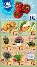 Garten im REWE Prospekt in Kleve Aktueller REWE Prospekt mit Garten, "Dein Markt", Seite 7