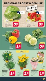 Stauden Angebot & Preis im aktuellen Netto mit dem Scottie Prospekt Stauden Angebot im aktuellen Netto mit dem Scottie Prospekt auf Seite 3