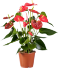 Anthurium couleur en promo chez Lidl Nice à 7,49 €