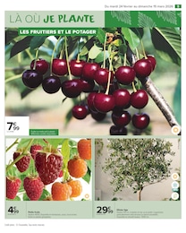 Offre Plantes dans le catalogue Carrefour Market du moment à la page 7
