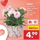 Netto Marken-Discount Altenbeken - Nelken Angebot im Prospekt Nelken bei Netto Marken-Discount im Altenbeken Prospekt für 4,99 €