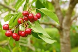 Promo Fruitiers en variétés à 34,99 € dans le catalogue Jardiland à La Queue-en-Brie