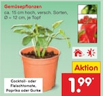Gemüsepflanzen für 1,99 € bei Netto Marken-Discount im Angebot Gemüsepflanzen im aktuellen Netto Marken-Discount Prospekt