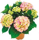Hortensie für 4,99 € bei Netto mit dem Scottie im Angebot Hortensie im aktuellen Netto mit dem Scottie Prospekt