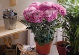 Chrysanthème grosse fleur pot 17 cm unicolore dans le catalogue Intermarché Hyper