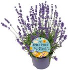 Lavendel oder Zauberglöckchen im Angebot bei REWE in Nordhausen Lavendel oder Zauberglöckchen Angebote bei REWE Nordhausen für 2,29 €