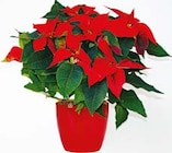 Weihnachtsstern im Angebot bei BayWa Bau- und Gartenmärkte in Ansbach Weihnachtsstern Angebote bei BayWa Bau- und Gartenmärkte Ansbach für 2,99 €
