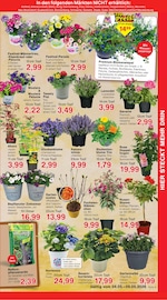 Aktueller Jawoll Prospekt mit Lavendel, "Sonderposten-Märkte", Seite 7