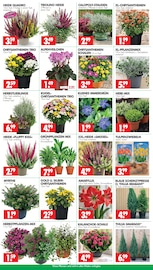 Ähnliche Palme Angebote im Prospekt "DEIN SAISON- & SONDERPOSTENMARKT!" von Wreesmann in Freiberg Ähnliche Angebote wie Palme im Prospekt "DEIN SAISON- & SONDERPOSTENMARKT!" auf Seite 3 von Wreesmann in Freiberg