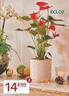 Anthurium Champion© - ECLOZ en promo à 14,99 € chez Jardiland Anthurium Champion© - ECLOZ dans le catalogue Jardiland