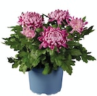 Chrysanthème grosse tête déco en promo chez Lidl Saint-Nazaire à 5,49 €