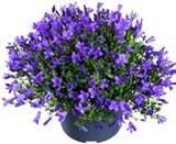 Sommerstauden XL im Angebot bei Kaufland in Cuxhaven Sommerstauden XL Angebote bei Kaufland Cuxhaven für 4,44 €