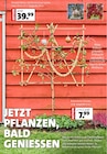 Blumen Ostmann Bad Zwischenahn - Zierapfel (Malus 'Red Sentinel') am Spalier Angebot im Prospekt Zierapfel (Malus 'Red Sentinel') am Spalier bei Blumen Ostmann im Bad Zwischenahn Prospekt für 7,99 €