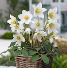 Christrose im Angebot bei Hagebaumarkt in Hemer Christrose Angebote bei Hagebaumarkt Hemer für 14,99 €