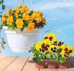 Aktuelles Viola Angebot bei Netto Marken-Discount in Aachen ab 1,99 €