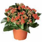 Kalanchoé couleur en promo chez Lidl Kalanchoé couleur dans le catalogue Lidl