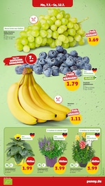 Bananen im Penny Prospekt in Stuttgart Aktueller Penny Prospekt mit Bananen, "Wer günstig will, muss Penny.", Seite 3