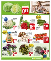 Blumen im EDEKA Prospekt in Ravensburg Aktueller EDEKA Prospekt mit Blumen, "Noch kein °Punktesammler? Hier direkt anmelden!", Seite 7