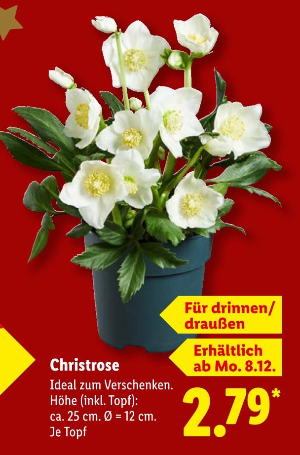 Christrose