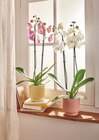 Phalaenopsis ECLOZ - ECLOZ - Jardiland Phalaenopsis ECLOZ - ECLOZ à 11,99 € dans le catalogue Jardiland