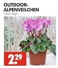 Aktuelle Alpenveilchen Angebote bei Wreesmann in Dresden Aktuelles OUTDOOR-ALPENVEILCHEN Angebot bei Wreesmann in Dresden ab 2,29 €