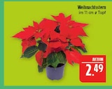 Aktuelles Weihnachtsstern Angebot bei Marktkauf in Nürnberg ab 2,49 €
