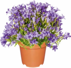 Aktuelles Glockenblume Angebot bei Netto Marken-Discount in Oberhausen ab 2,99 €