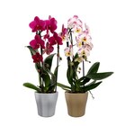 Orchidée cascade à Carrefour dans Le Tuzan