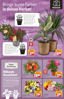 Blumen im REWE Prospekt "Dein Markt" mit 42 Seiten (Darmstadt)