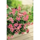 Géranium en promo chez Carrefour Avignon à 6,50 €