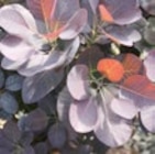 Roter Perückenstrauch „Royal Purple“ für 17,95 € bei Hornbach im Angebot Roter Perückenstrauch „Royal Purple“ im aktuellen Hornbach Prospekt