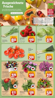 Pflanzen im REWE Prospekt "Dein Markt" mit 32 Seiten (Braunschweig)