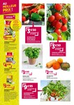 Plant De Tomates Plant De Tomates