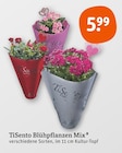 Aktuelles Blühpflanzen Mix Angebot bei tegut in Stuttgart ab 5,99 €