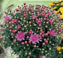 Chrysanthemen bei BAUHAUS in Essen Chrysanthemen im Angebot bei BAUHAUS Essen für 5,99 €