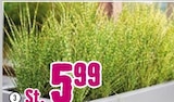 Chinaschilf „Gold Bar“ für 5,99 € bei Hornbach im Angebot Chinaschilf „Gold Bar“ im aktuellen Hornbach Prospekt