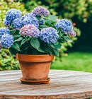 Hortensie im Angebot bei Kaufland in Weinheim Hortensie Angebote bei Kaufland Weinheim für 5,99 €
