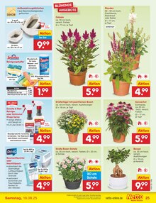 Blumen im Netto Marken-Discount Prospekt "Aktuelle Angebote" mit 59 Seiten (Mainz)