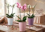 Orchidée en promo chez Carrefour Nîmes à 9,99 €