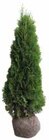 Aktuelle Thuja Angebote bei Pflanzen Kölle in Nürnberg Aktuelles Thuja occ. »Smaragd« Angebot bei Pflanzen Kölle in Nürnberg ab 13,99 €