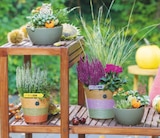 toom Baumarkt Neustadt - Herbst-Arrangements Angebot im Prospekt Herbst-Arrangements bei toom Baumarkt im Neustadt Prospekt für 12,99 €