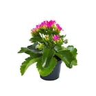 Kalanchoé Mix plante baby en pot diamètre 5,5/6 cm - BOTANIC® en promo chez Botanic Kalanchoé Mix plante baby en pot diamètre 5,5/6 cm - BOTANIC® dans le catalogue Botanic