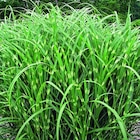 Promo Miscanthus sinensis Zebrinus vert botanic. Le pot de 3,5 litres à 16,99 € dans le catalogue Botanic à Saint-Genest-Lerpt