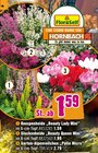 Knospenheide Beauty Lady Mini im Hornbach Prospekt Knospenheide Beauty Lady Mini von FloraSelf im aktuellen Hornbach Prospekt fĂŒr 1,59 âŹ
