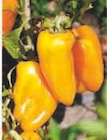 Plants de légumes en promo chez Super U Plants de légumes dans le catalogue Super U