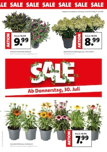 Pflanzen im Intratuin Hildesheim Prospekt "SALE" mit 4 Seiten (Hannover)